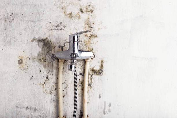 Best Same-Day Mold Removal  in Blue Ridge, VA