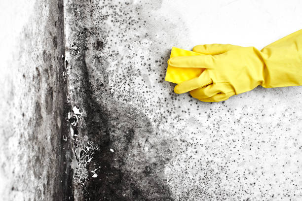 Mold Removal Process in Blue Ridge, VA