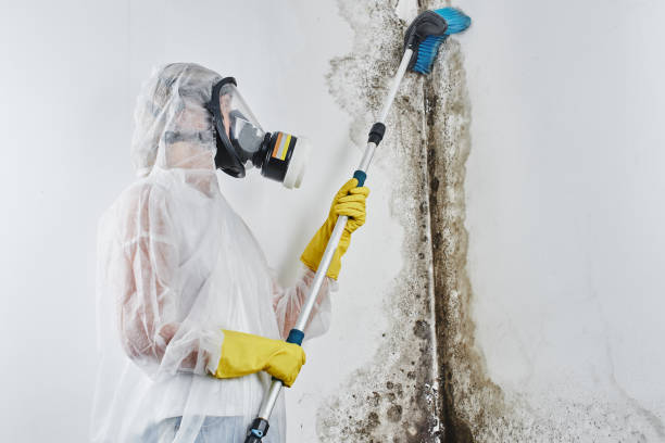 Best Mold Cleaning Services  in Blue Ridge, VA