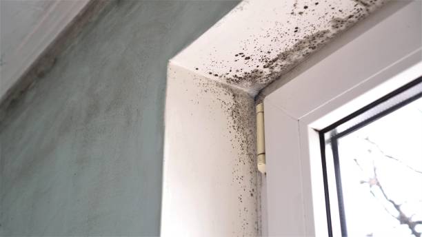 Best Local Mold Removal Service  in Blue Ridge, VA