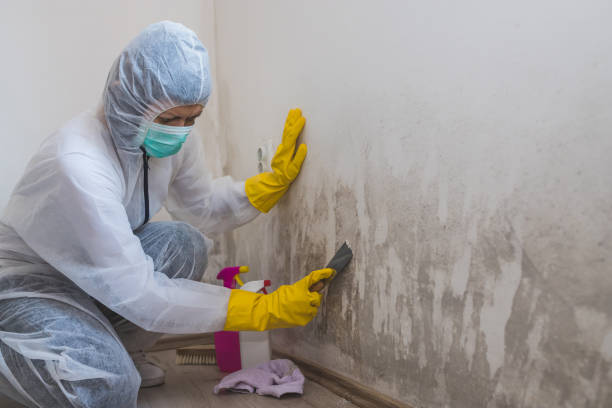 Best Commercial Mold Removal  in Blue Ridge, VA