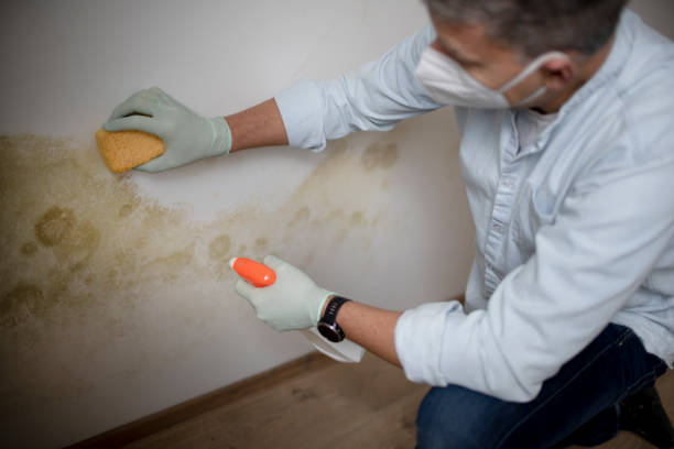 Best Mold Cleaning Services  in Blue Ridge, VA