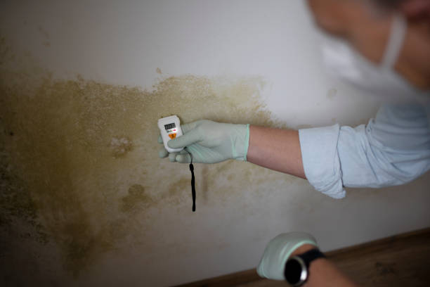 Best Emergency Mold Removal  in Blue Ridge, VA