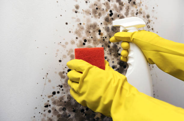 Best Mold Damage Repair  in Blue Ridge, VA