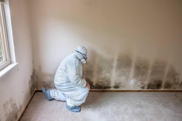 Trusted Blue Ridge, VA Mold Removal Experts