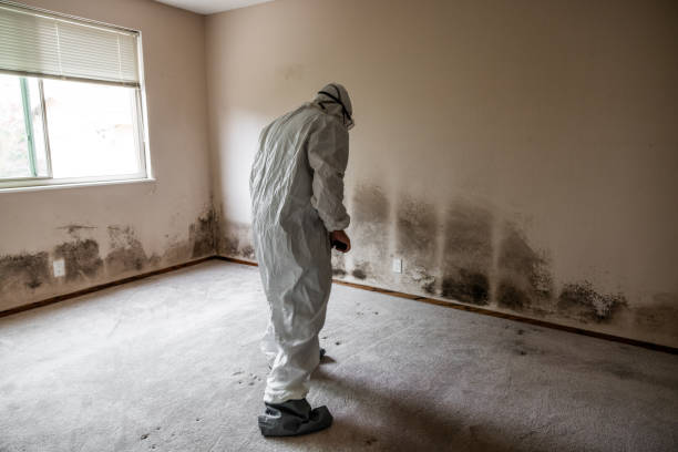 Best Commercial Mold Removal  in Blue Ridge, VA