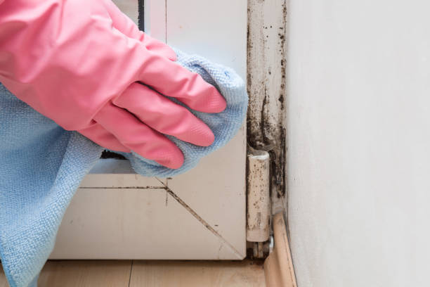 Best Professional Mold Removal  in Blue Ridge, VA