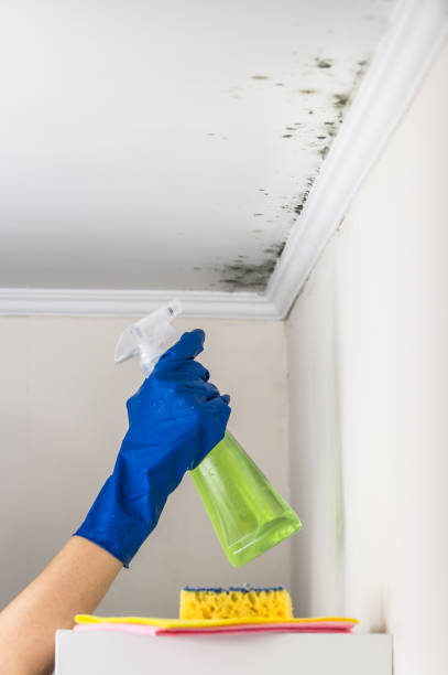 Best Mold Removal Specialists  in Blue Ridge, VA