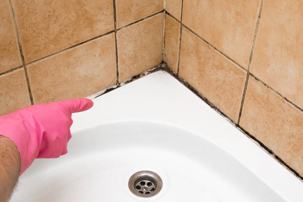  Blue Ridge, VA Mold Removal Pros