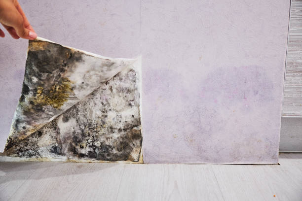 Certified Mold Removal in Blue Ridge, VA